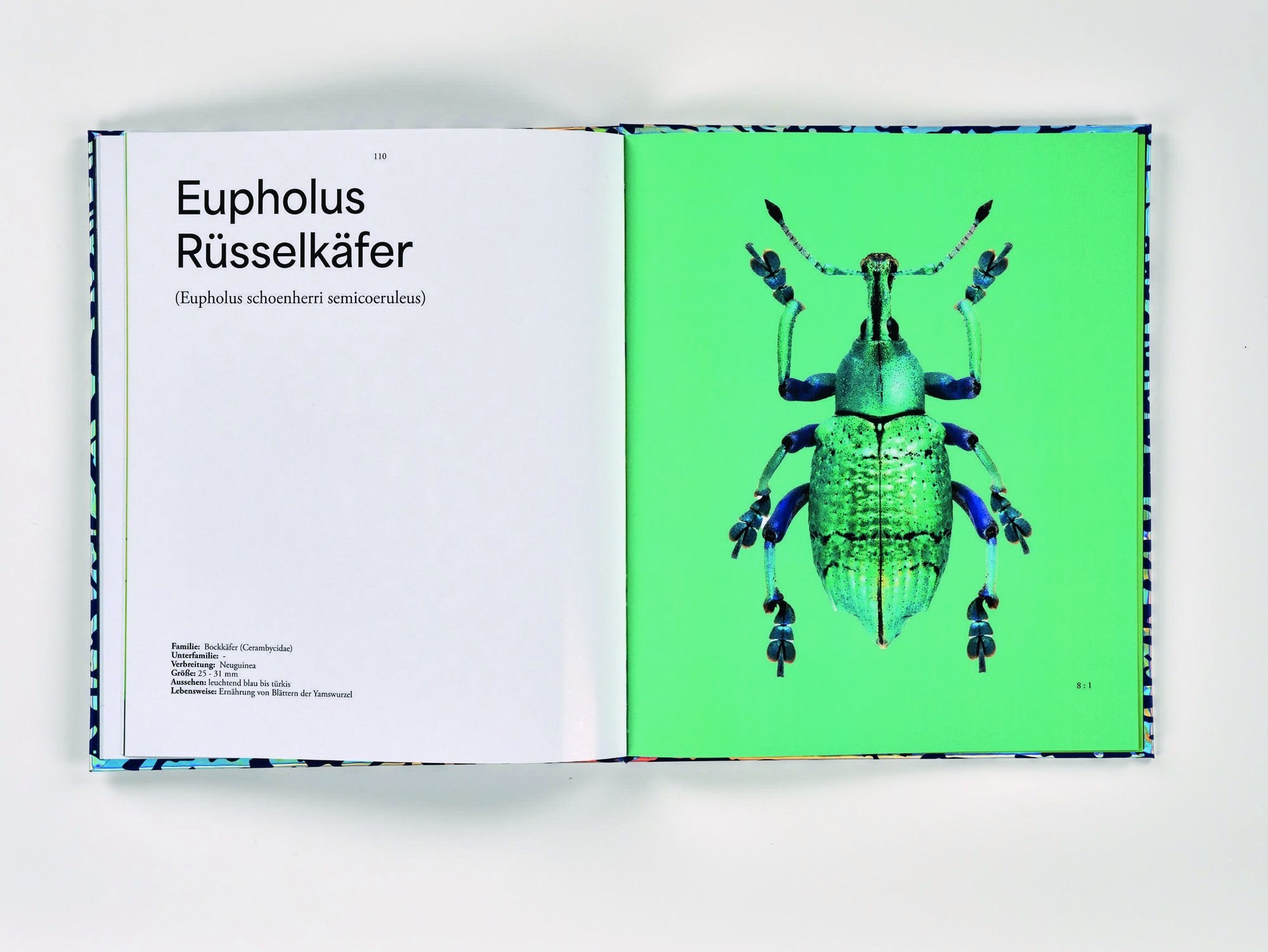 Doppelseite Eupholus Rüsselkäfer