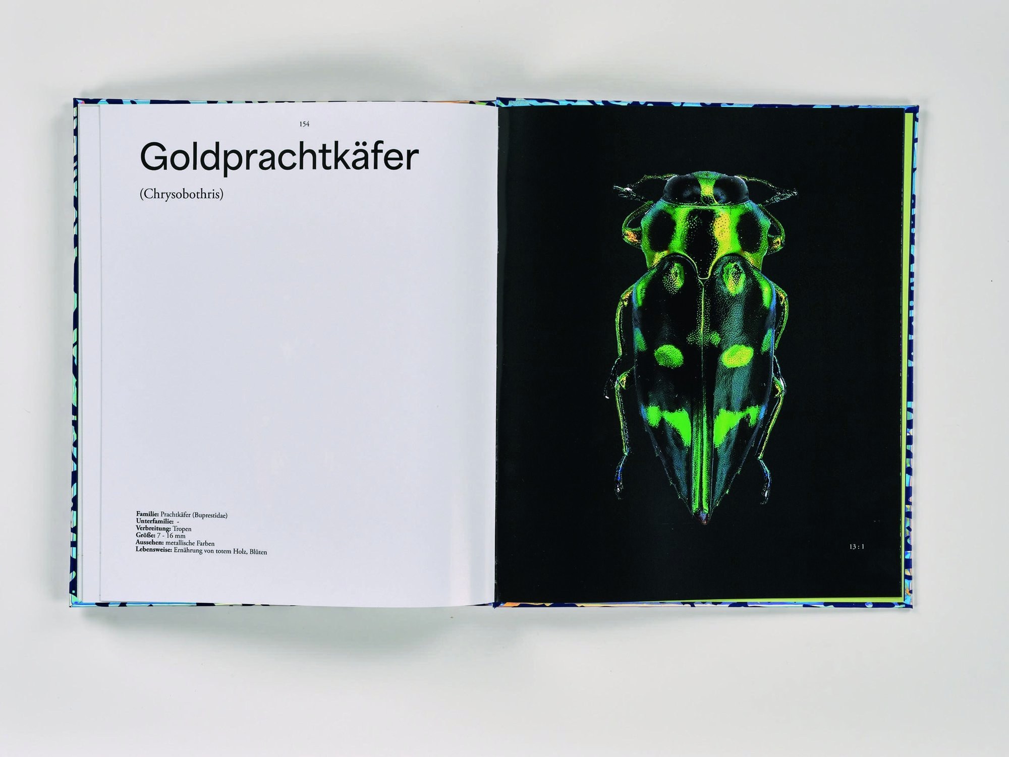 Doppelseite Goldprachtkäfer